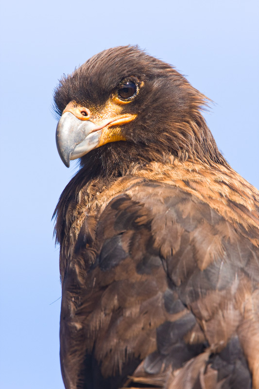 Striated Caracara